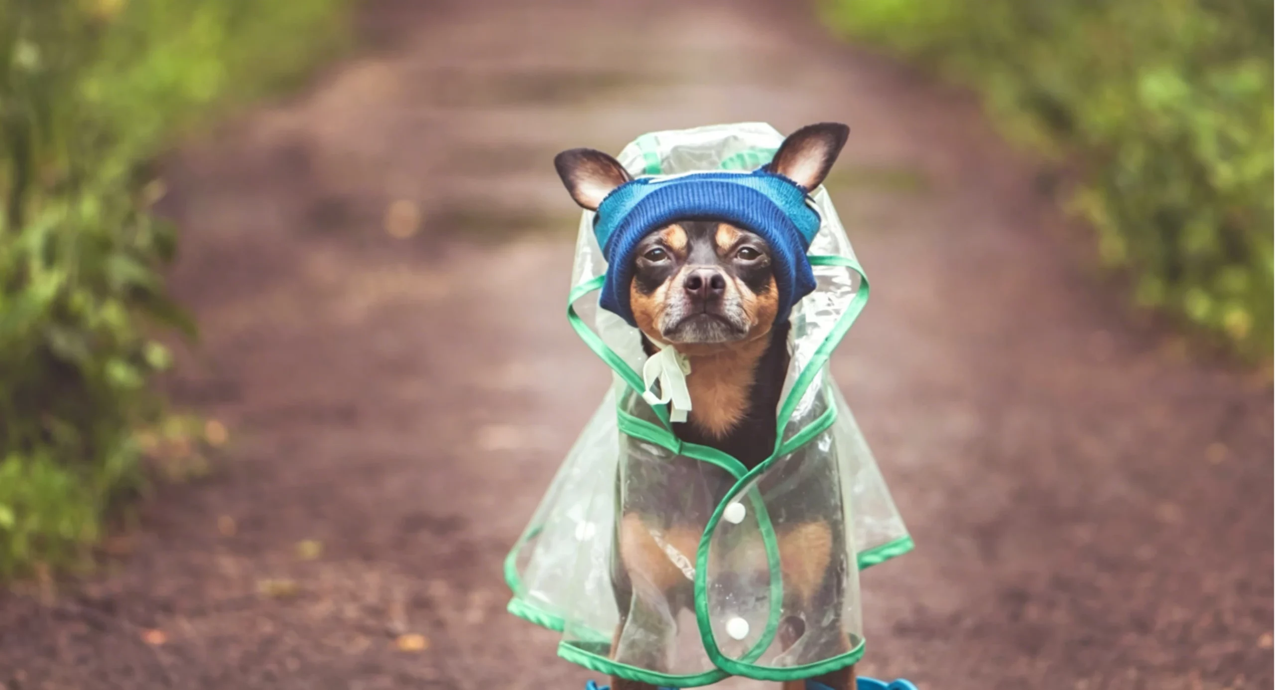 Polyester vs. PVC: Which Pet Raincoat Jacket Material is Best? Polyester vs. PVC: Which Pet Raincoat Jacket Material is Best?